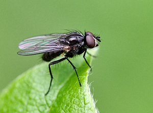 Close up of a fly